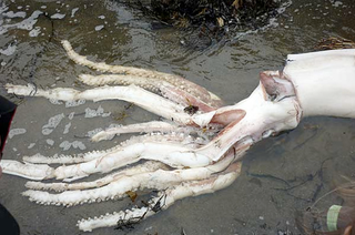 Illustration for article titled 13-foot-long giant squid washes up on New Zealand beach